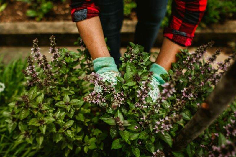 雑草対策・防草施工